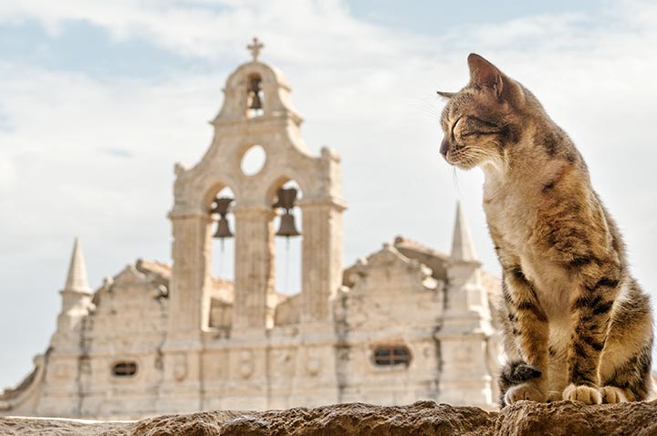 The Natural History of Domestic Cats