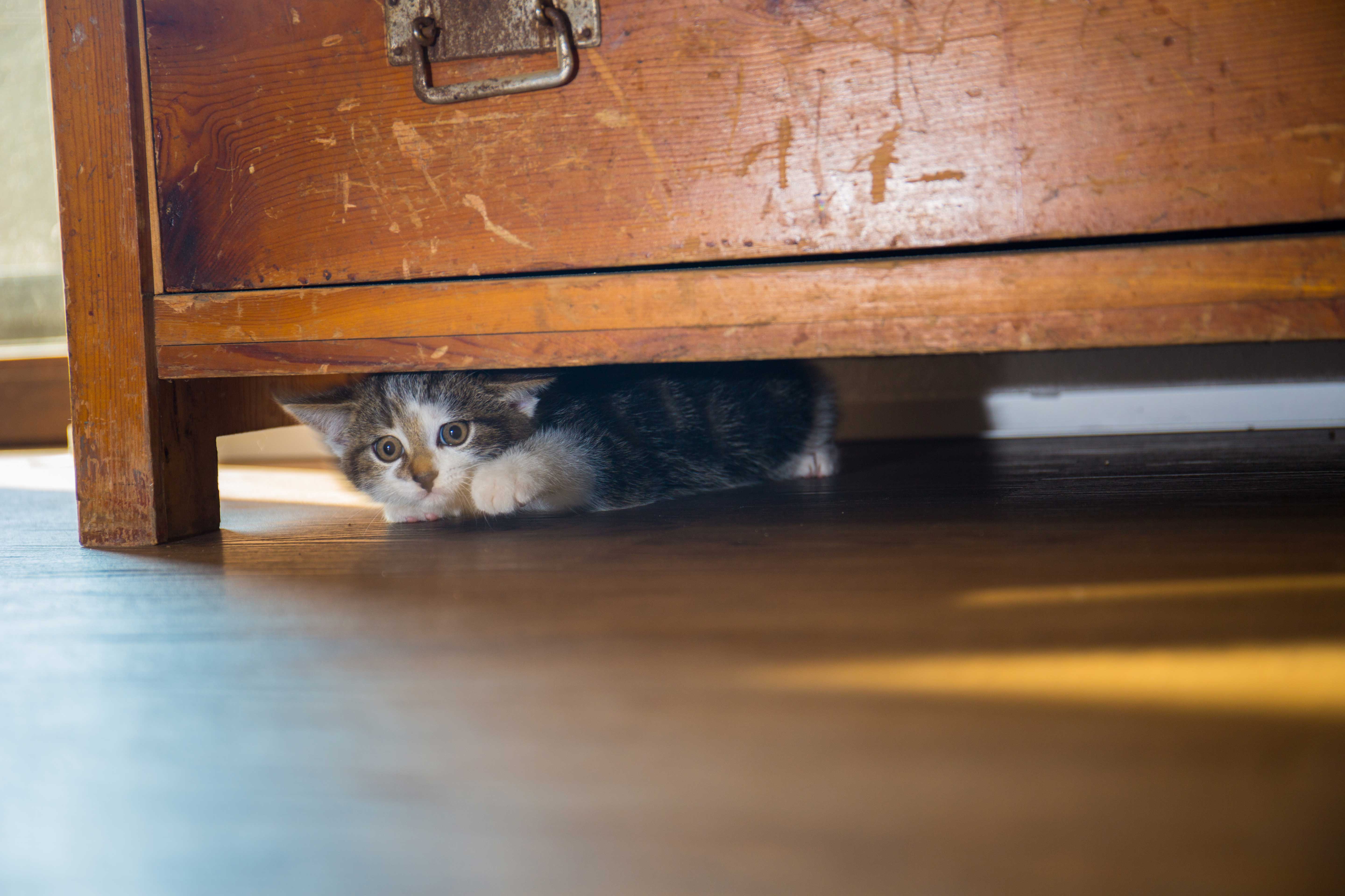 Кошка прячется в комоде